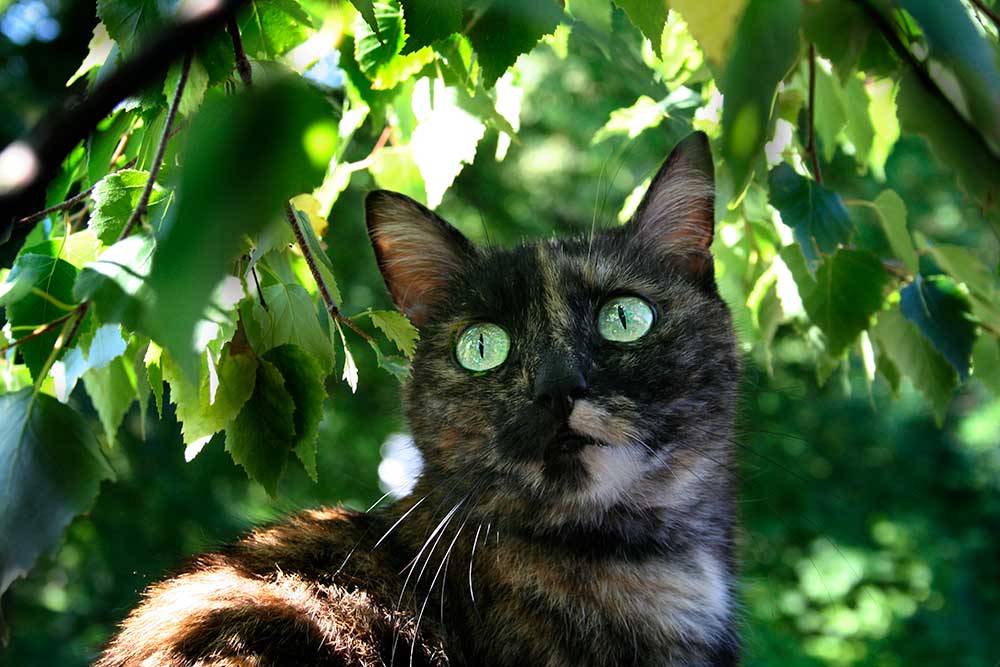 Katze Lili im Baum 1