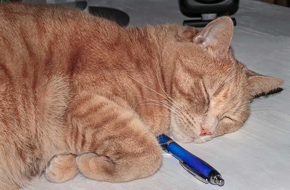 kater-rosso