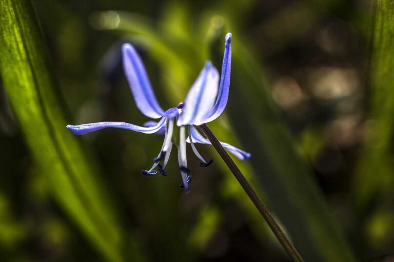 blausternchen