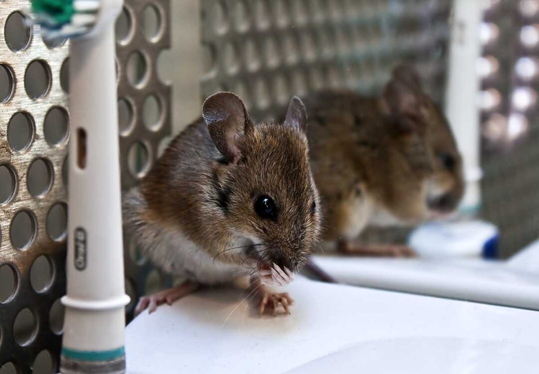 Lebende Maus oder lebendige Maus? 4 Edition Blaes Maus Bad