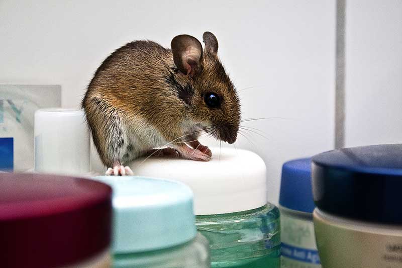 Lebende Maus oder lebendige Maus? 5 Edition Blaes Maus Cremedose