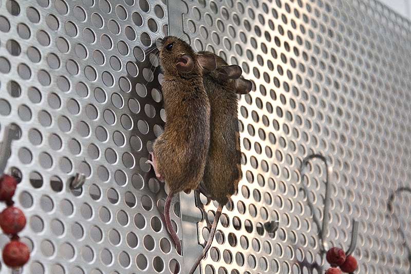 Lebende Maus oder lebendige Maus? 7 Edition Blaes Maus Gitterblech