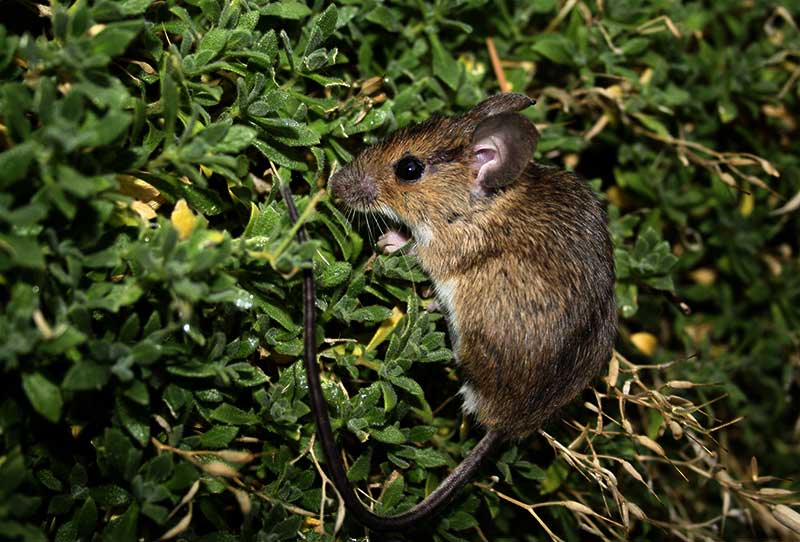 maus