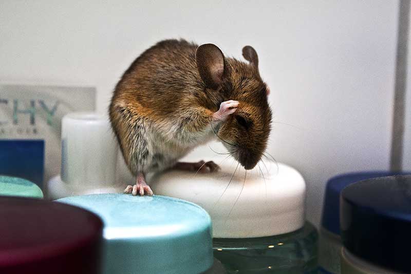 Lebende Maus oder lebendige Maus? 6 Edition Blaes Maus putzt sich