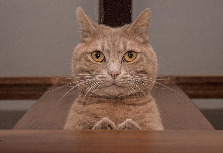 Gestatten: Rosso, Bürodiener bei Edition Blaes 13 Edition Blaes Bürodiener Rosso