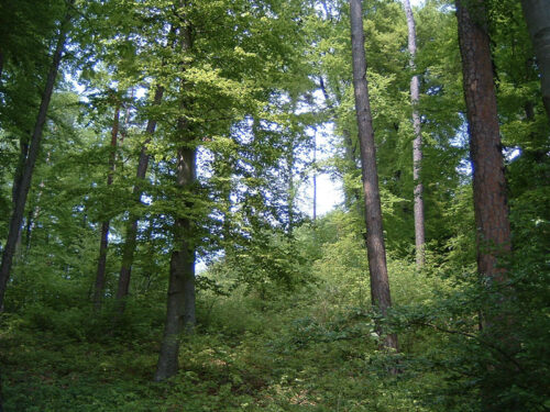 Dichter, grüner Wald mit hohen Bäumen