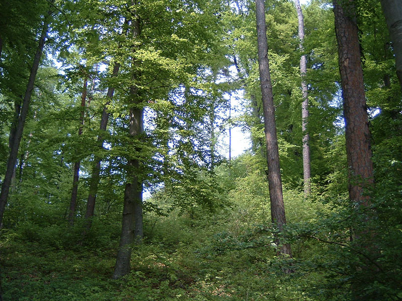 Die Entwaldungsverordnung für Bücher ist passé 1 Edition Blaes Dichter, grüner Wald mit hohen Bäumen